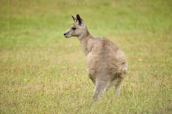 Western grey kangaroo