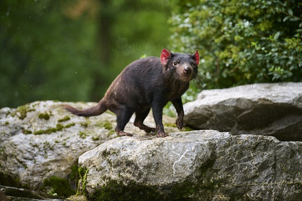 Tasmanian devil