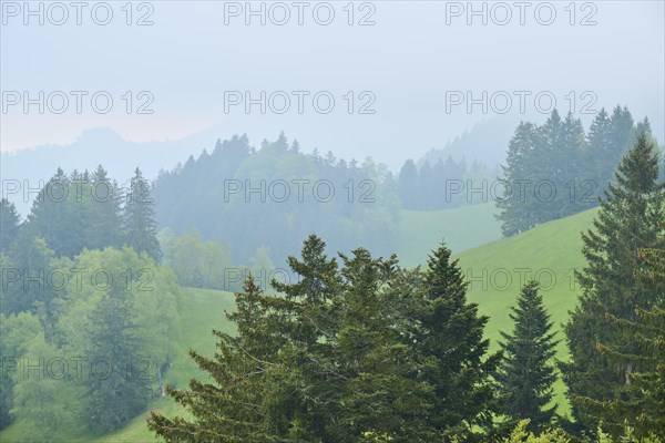 A misty hilly landscape with green trees and a peaceful atmosphere