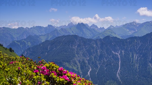 Alpine rose blossom on the Fellhorn