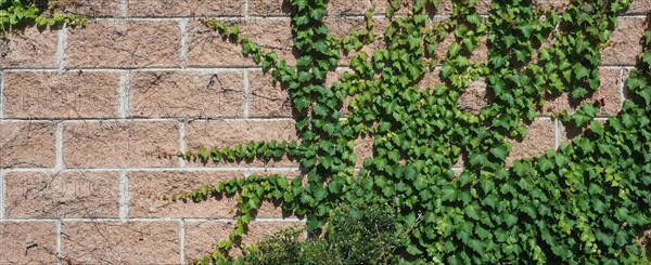 Ivy plant background