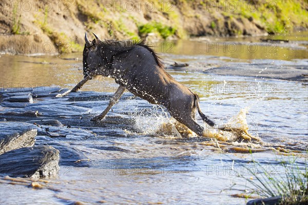 Wildebeest