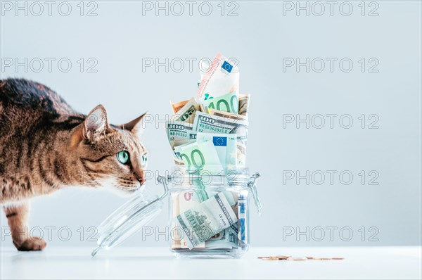 Cat posing on the background of a piggy bank. The concept of expenses for the maintenance of thoroughbred breeds of pets.