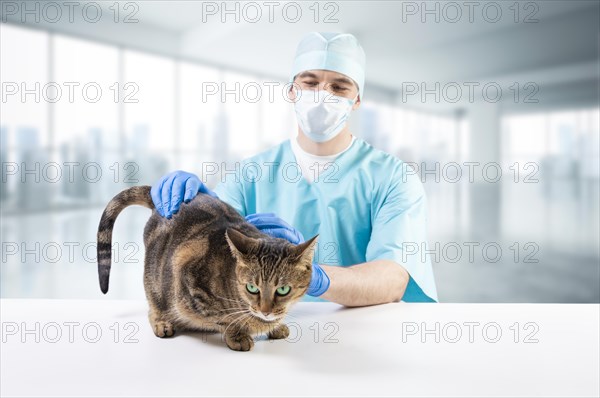 Veterinarian examines a cat on the table. Medical concept. Pets.