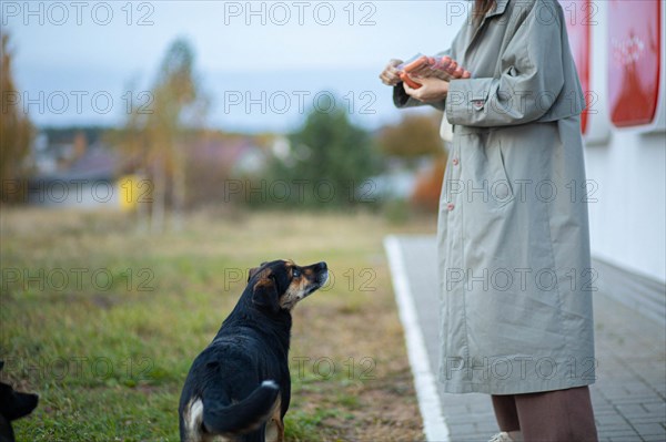 Young woman volunteer feeding a family of stray dogs on the street