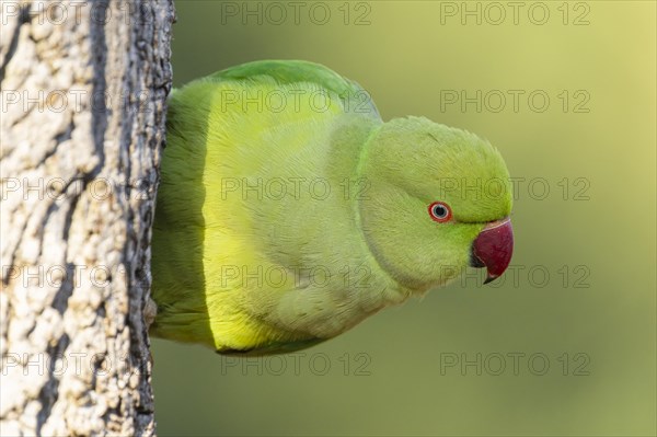 Rose-ringed parakeet