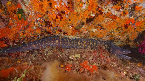 Mediterranean moray