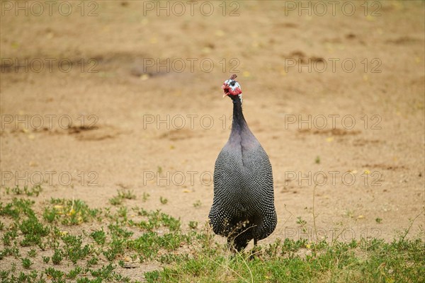 Helmeted guineafowl