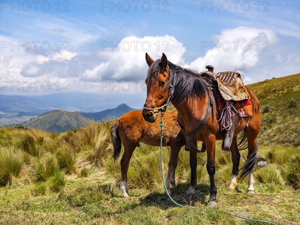 Cargo horse with foal in Paramo landscape