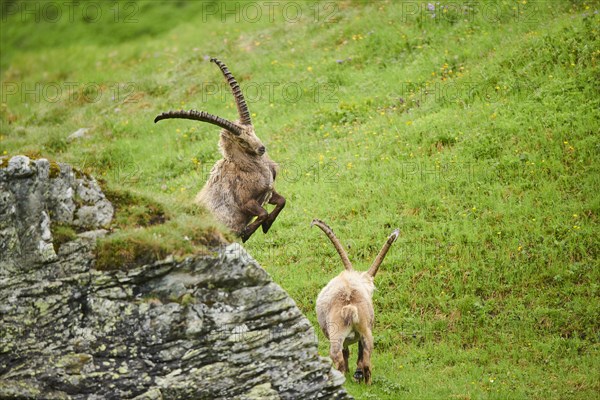 Alpine ibex