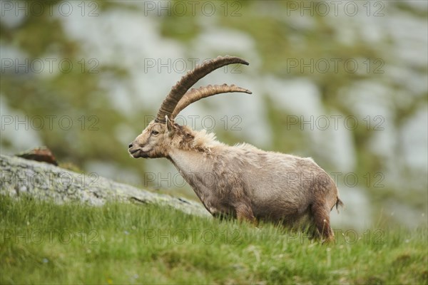 Alpine ibex