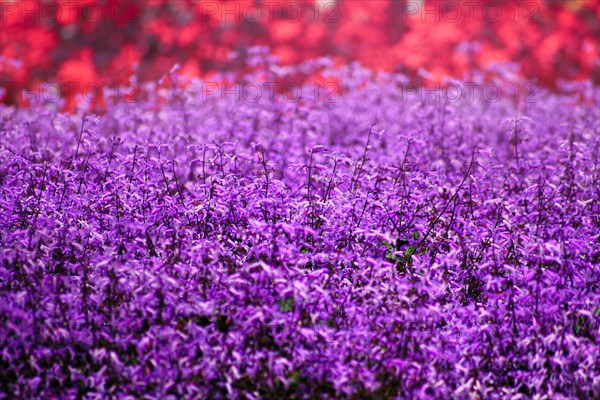 A vibrant purple lavender field with a blurry background
