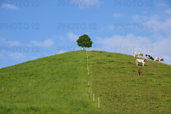 Cows grazing on a green hill under a single linden tree on a sunny day with blue sky