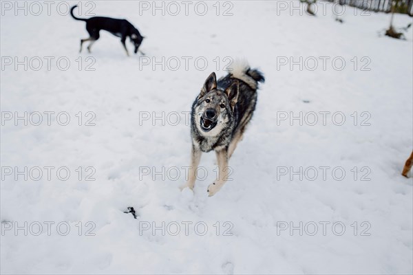 Siberian husky on a walk on a winter day in an animal shelter