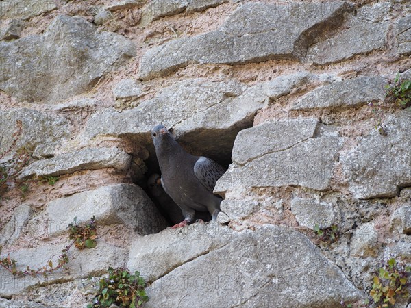 Domestic pigeon animal