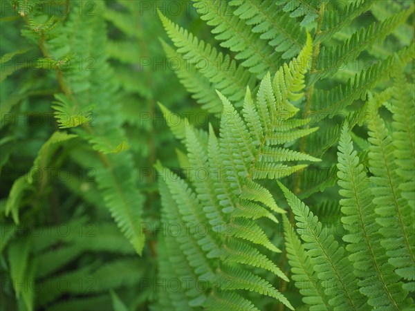Green fern plant