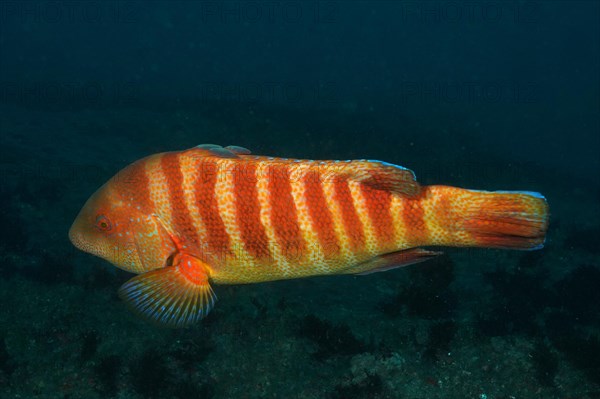 Colourful Natal tooth wrasse