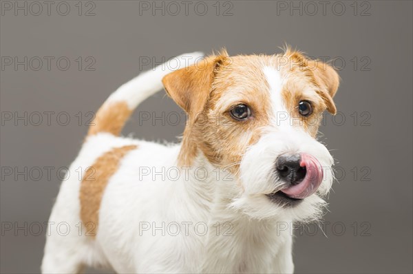 Purebred Jack Russell posing in the studio and looking at the camera.