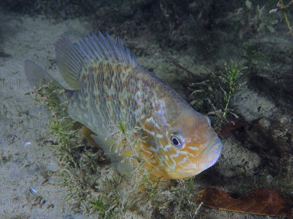 Pumpkinseed sunfish