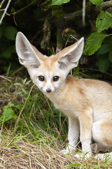 Fennec fox