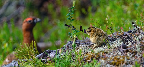 Ptarmigan chick