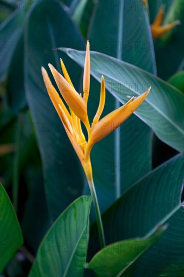 False birds-of-paradise