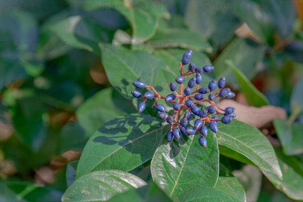 Close-up of a durillo plant