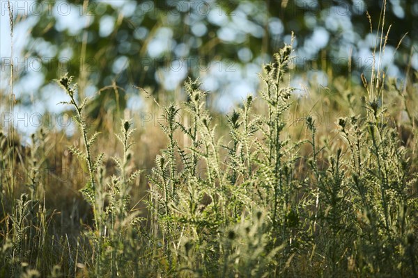 Spiny plumeless thistle