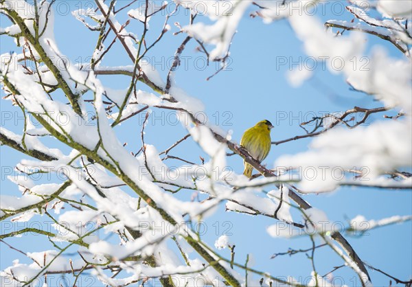 Eurasian siskin