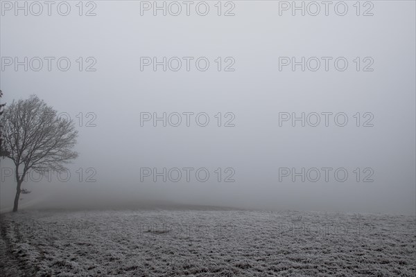 A solitary tree stands out in a foggy and frosty winter field
