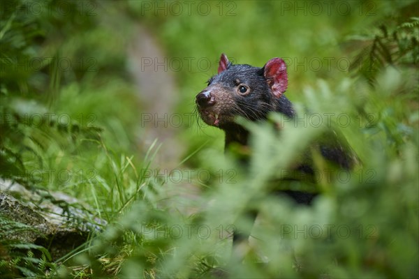 Tasmanian devil