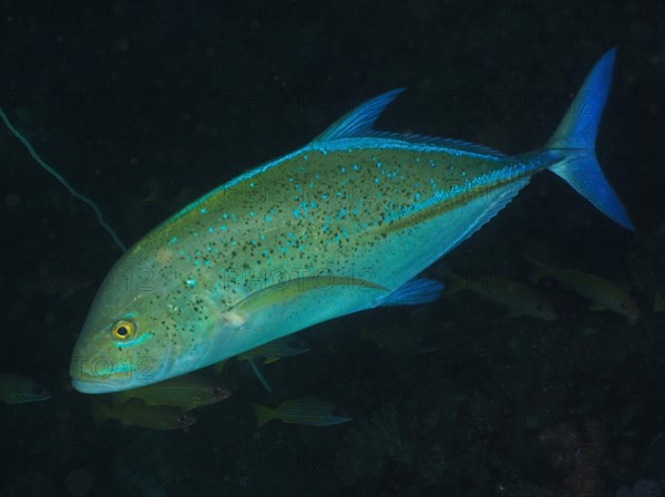 Bluefin trevally