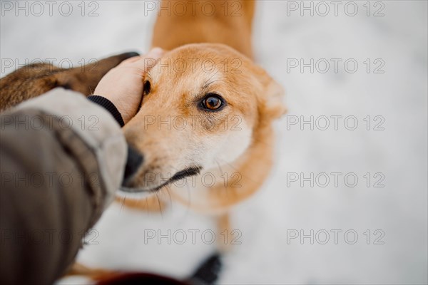 Cute red homeless mongrel playing outdoors in winter at an animal shelter