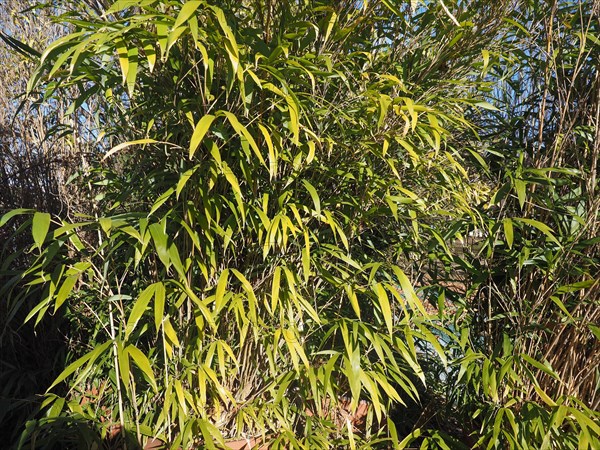 Bamboo tree leaves background