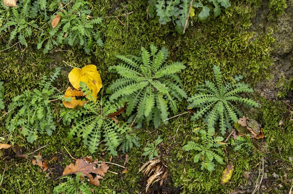 Herbs on the Donkey Trail to Drachenfels