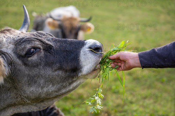 Close Up on a Cute Cow Eating Grass From a Male Hand in Switzerland