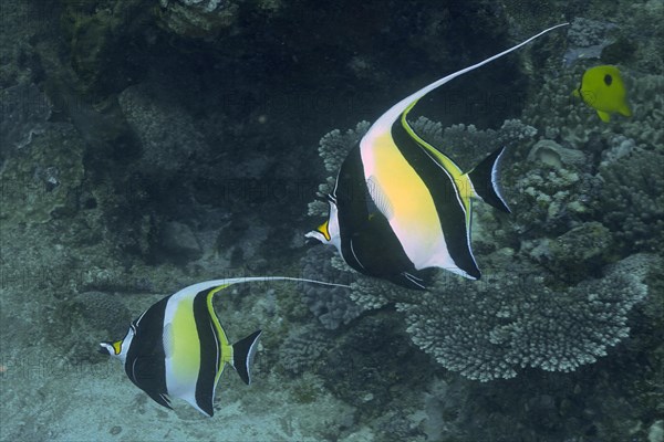 Pair of halter fish