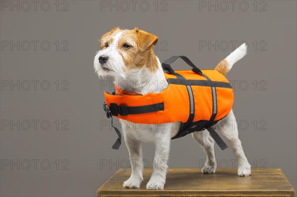 Pedigreed Jack Russell in the costume of a lifeguard Malibu stands on a pedestal in the studio.