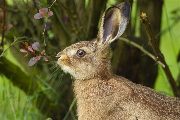 European brown hare