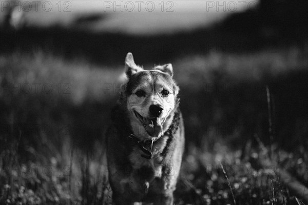 Black and white photo of a happy mongrel dog walking in the meadow