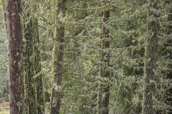 Lichen-covered trees