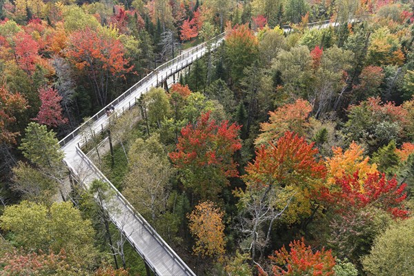 Tree top walkway in autumn