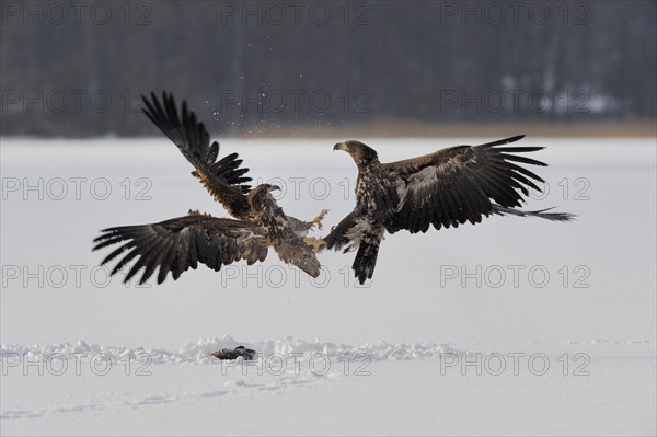 White-tailed eagle