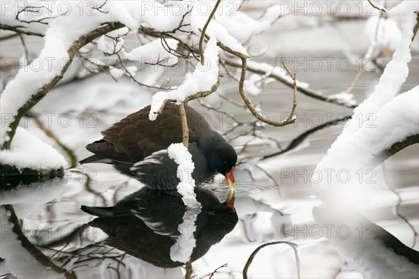 Pond hen