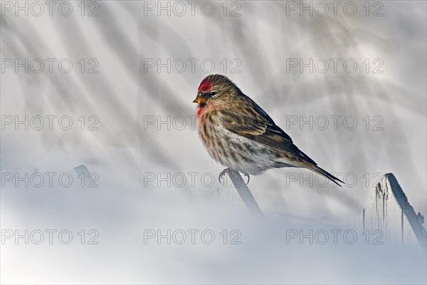 Common Redpoll