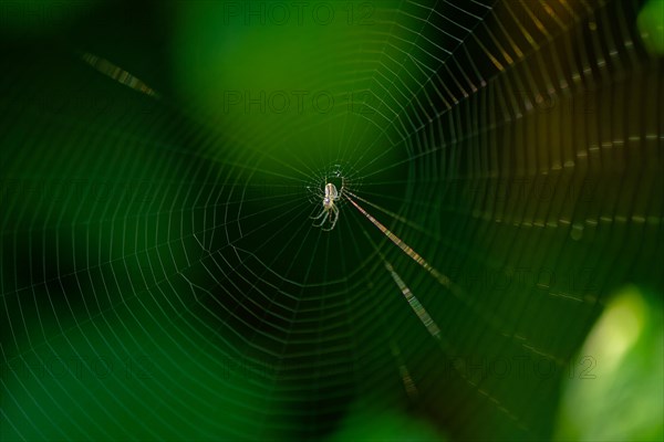 Spider's web with spider in the centre