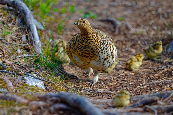 Willow ptarmigan