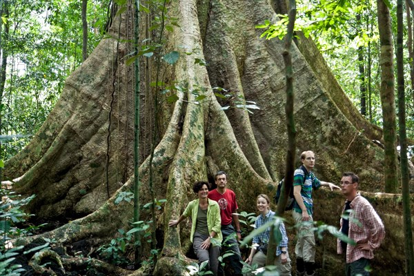 Group of tourists in front of a huge jungle tree