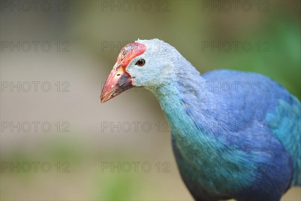 Western swamphen