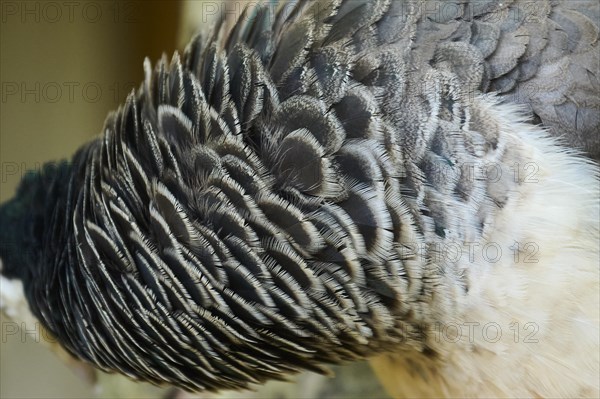 Indian peafowl